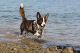 CORGI CARDIGAN 198